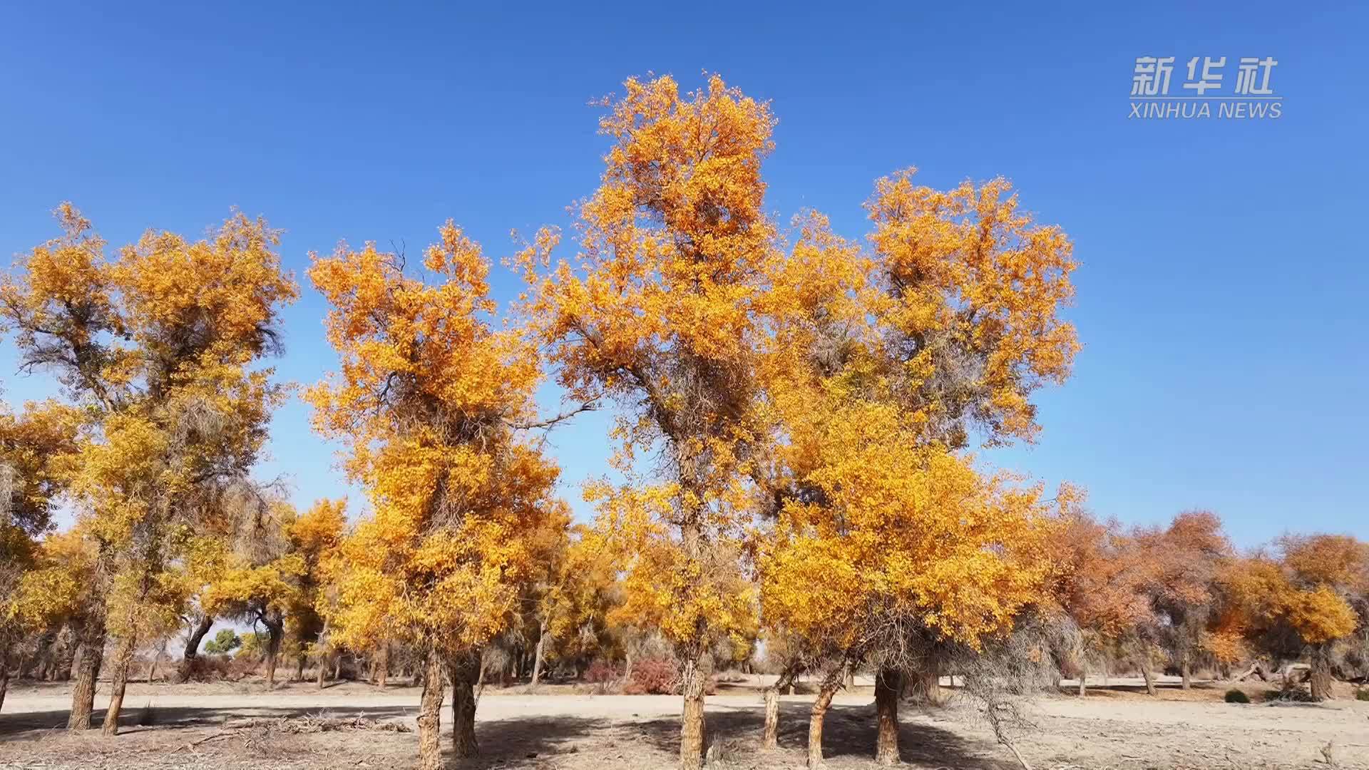 库车胡杨：层林尽染惹人醉