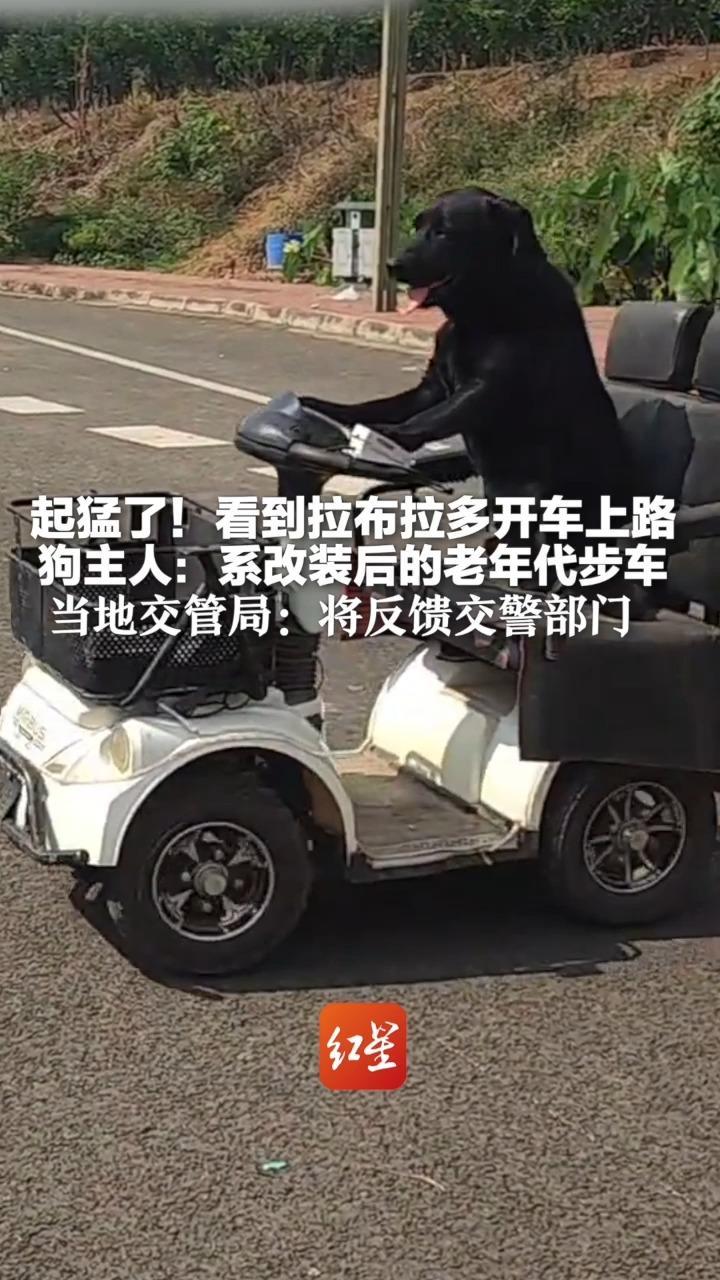 起猛了！看到拉布拉多开车上路 狗主人：系改装后的老年代步车 狗开车时自己全程陪同 当地交管局：有安全隐患，将反馈交警部门