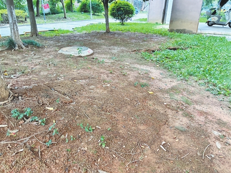 污水管改造后绿化未恢复 九江信华城市花园业主：又脏又不美观