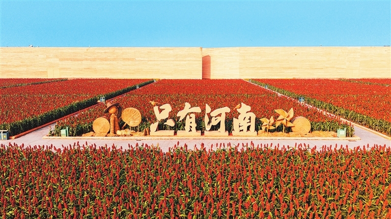 只有河南·戏剧幻城的高粱成熟,迎来收割季。关洋洋 摄