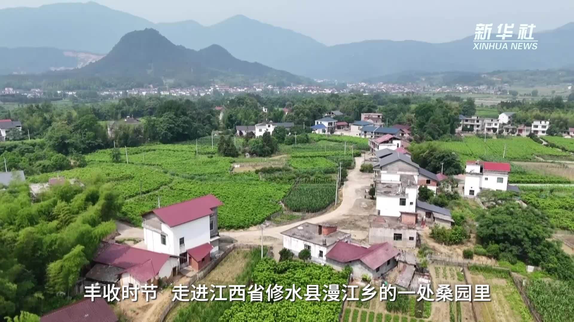 解码“劳有所得”的民生实践：“新农人”玩转传统蚕桑产业