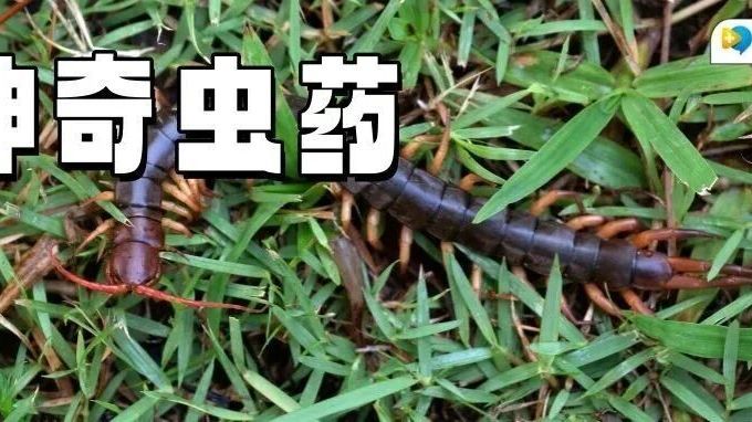 小虫子竟是抗癌高手？中医专家揭秘虫药治癌的4个神奇处方