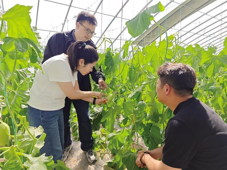 省农科院专家现场指导