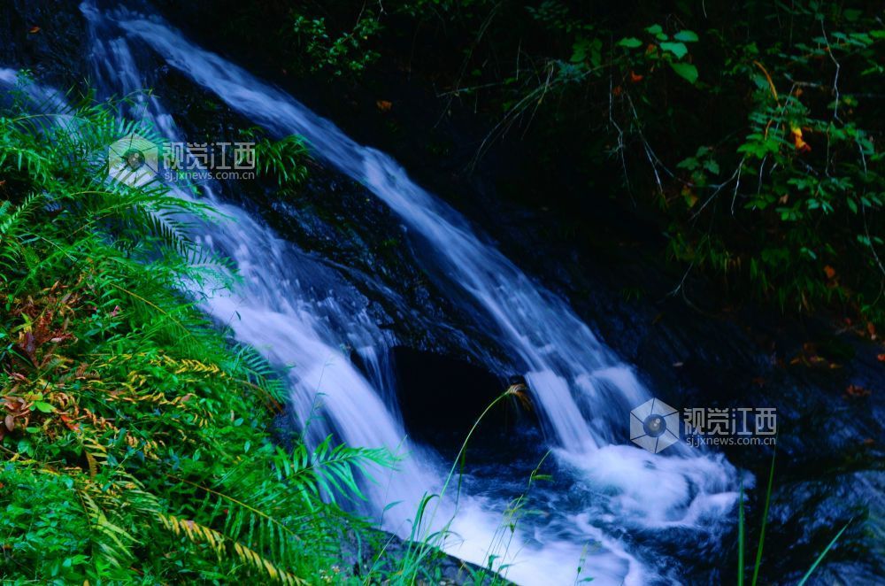 深秋时节，江西省永新县三湾乡的九陇山，迎来了一年中最富诗意的时刻。数十处形态各异的瀑布如白练倾泻而下。潺潺流水与漫山彩林交相辉映，宛若一幅浑然天成的巨幅油画。