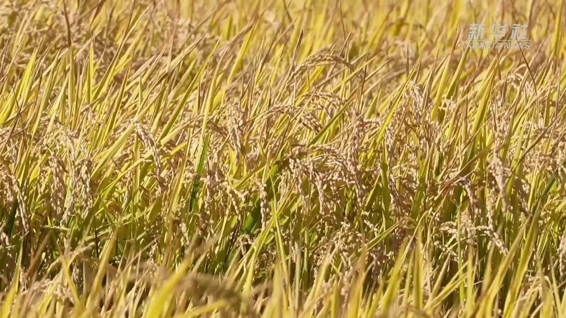 图们江畔：一江活水润丰年