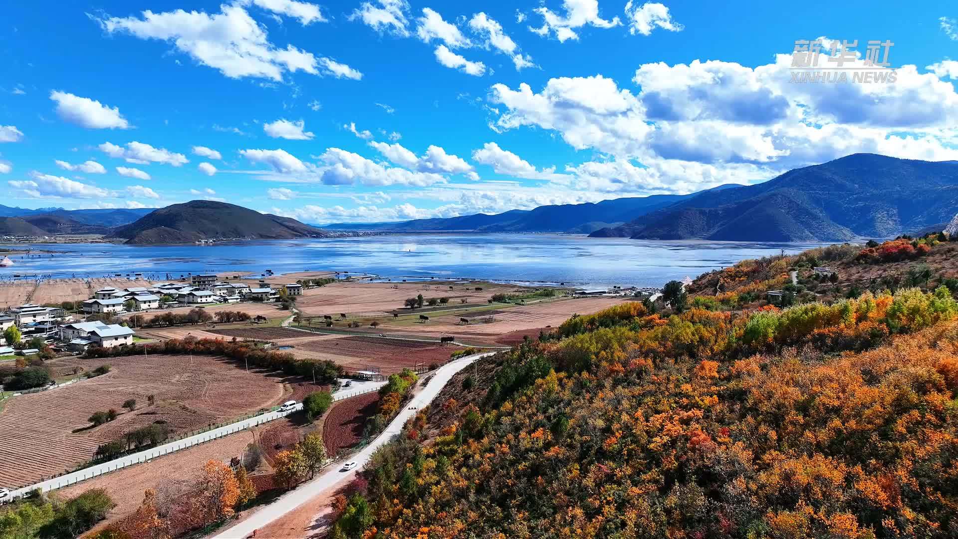 云南香格里拉：120余只黑颈鹤飞抵纳帕海 开启候鸟越冬迁徙季