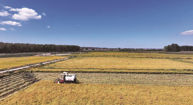 辉南县朝阳镇兴德村三和农场的稻田里,收割机正在稻浪间穿行。 梁硕 摄