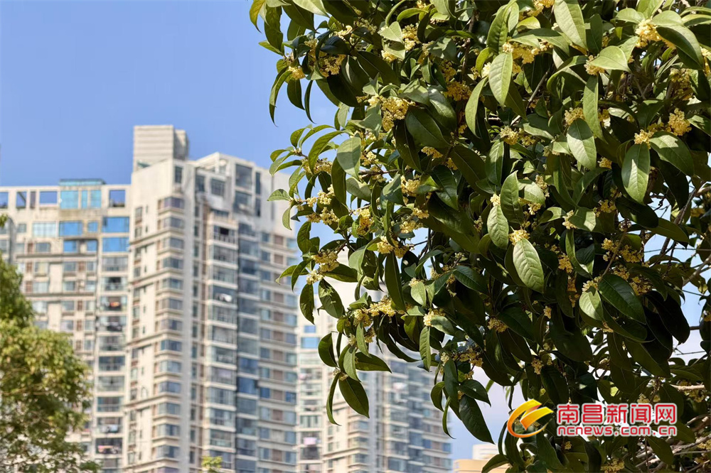 南昌：金秋十月 桂花飘香（图）