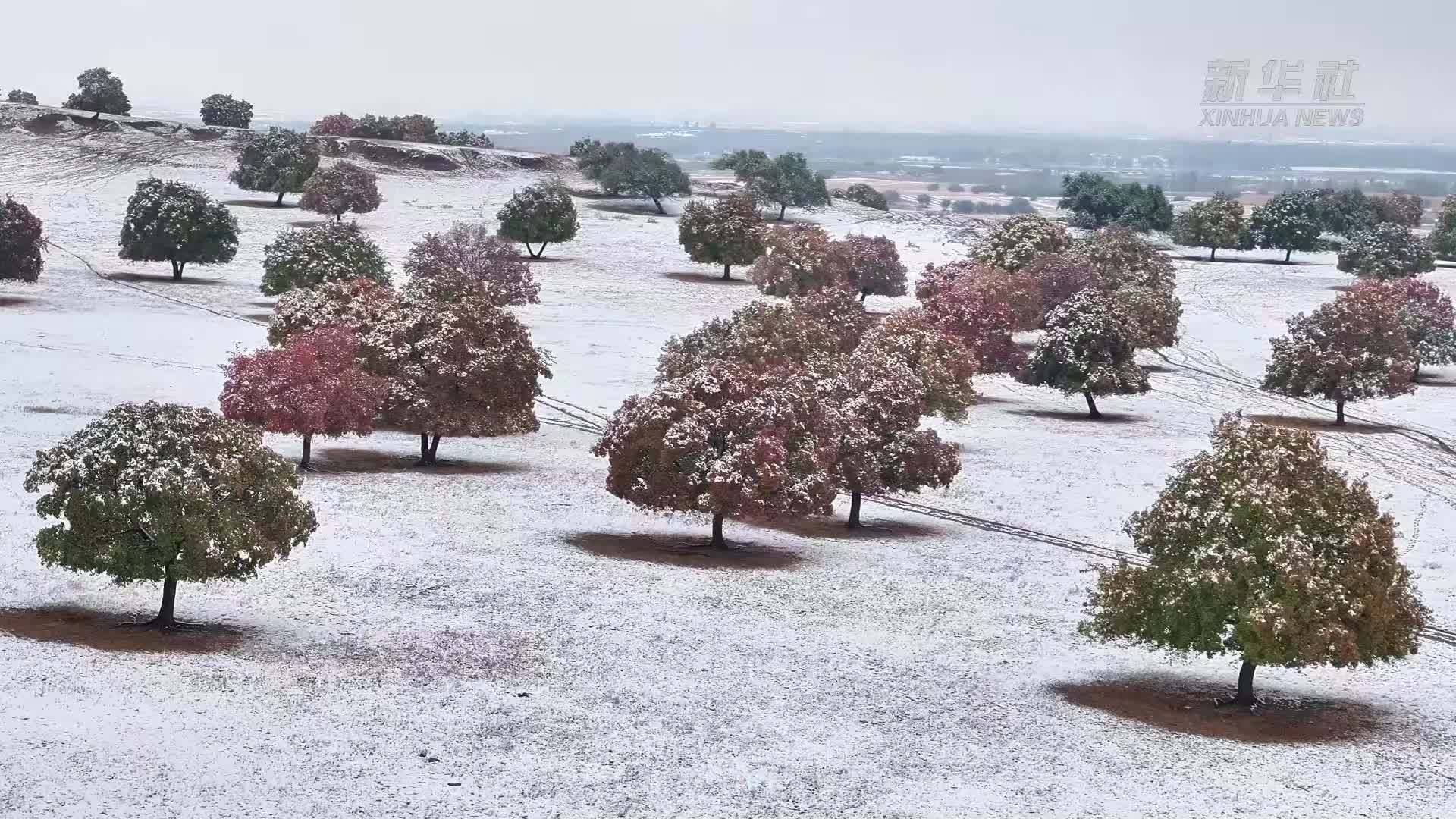 内蒙古兴安盟：红叶披银装 五角枫景区上演“梦幻邂逅”