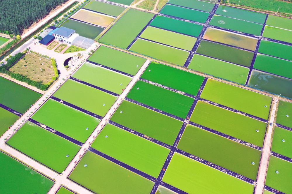 “中国锦鲤文旅小镇”高唐县三十里铺镇图源:聊城日报