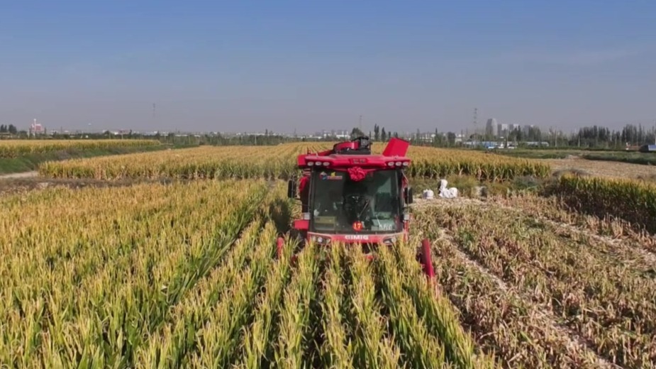 甘肃肃州壮大粮食经纪人队伍　助力产销对接农户增收