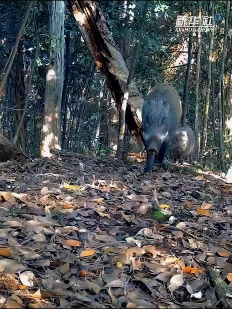 广东始兴：红外相机拍到野猪妈妈“遛娃”
