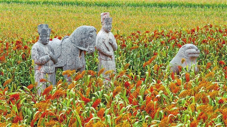 10月19日,巩义市永泰陵高粱成熟一片,金黄赤红映衬着千年石像生,形成一道独特而震撼的景观。记者 宋亚猛 摄