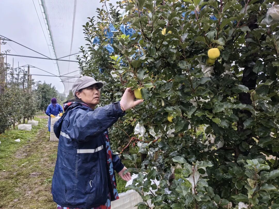 进园务工的新农人王巧茸