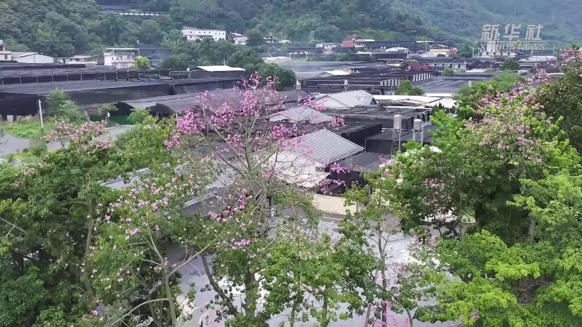 福建南靖：兰花香飘两岸