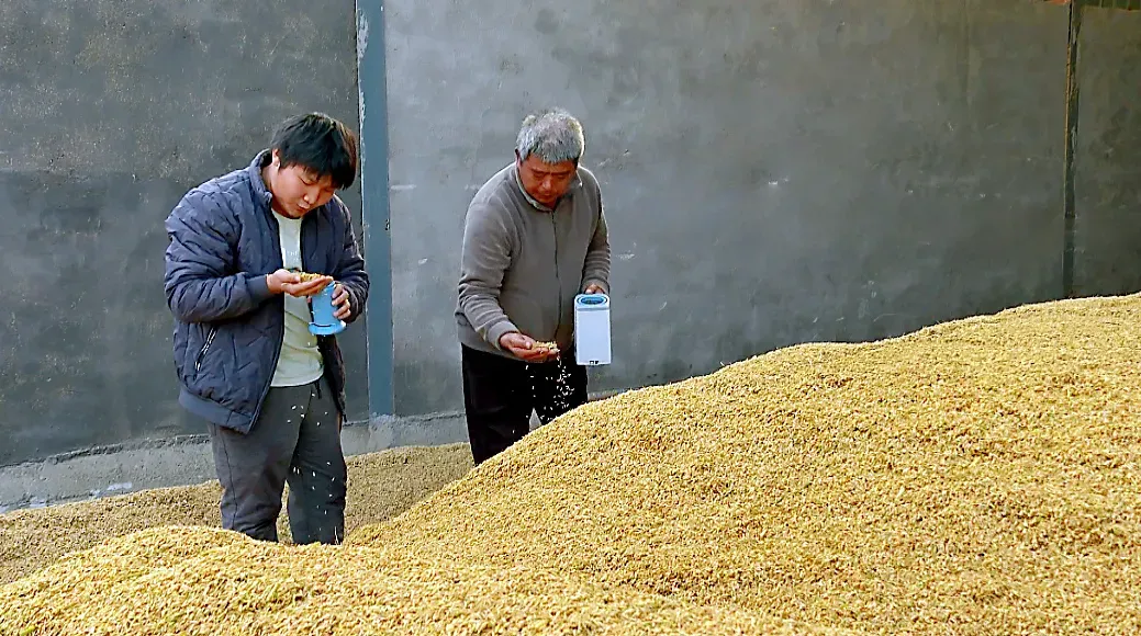 沛县,收稻!1800台农机决战秋收