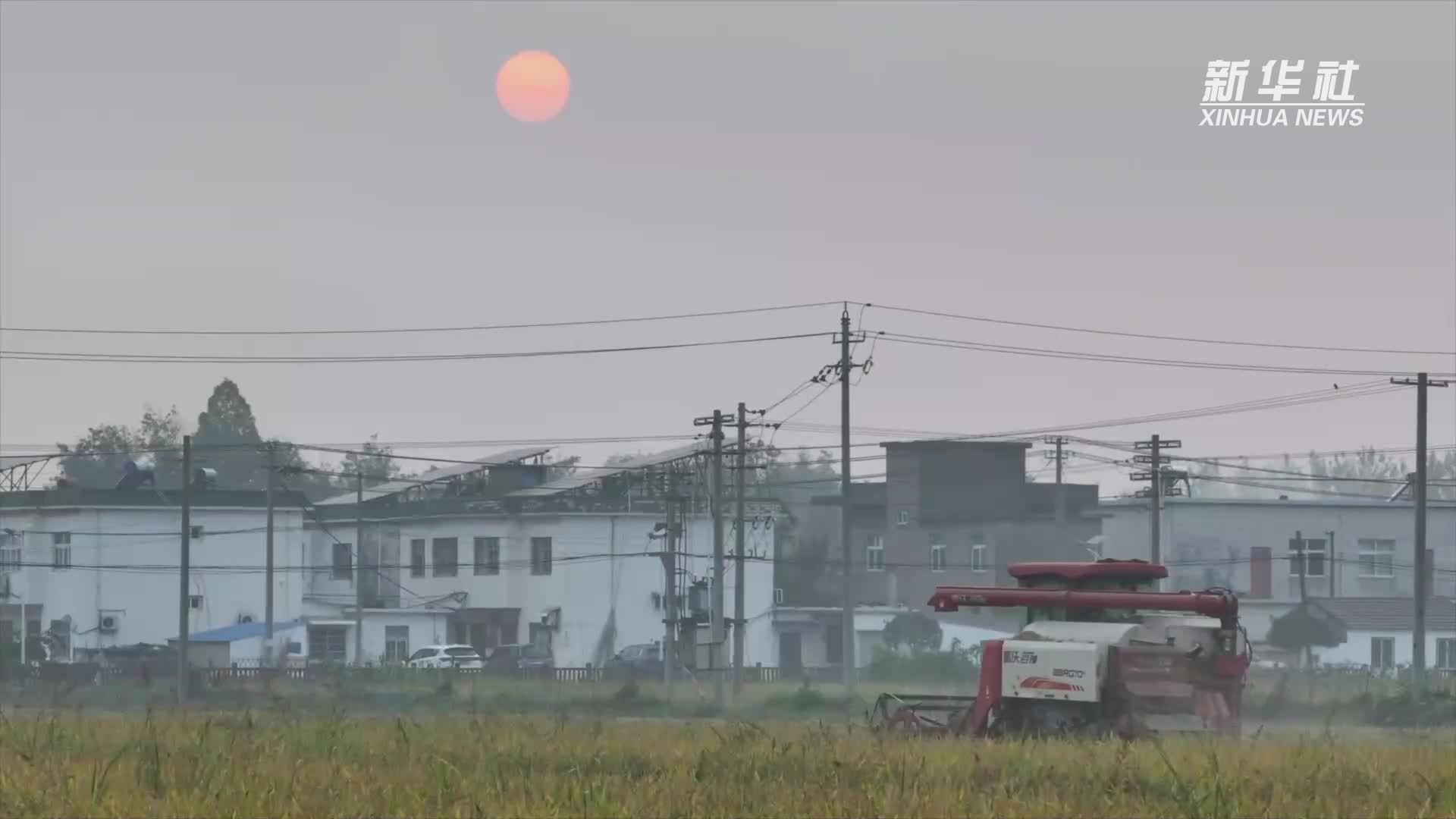 稻田里的实践课 让成长与自然同行
