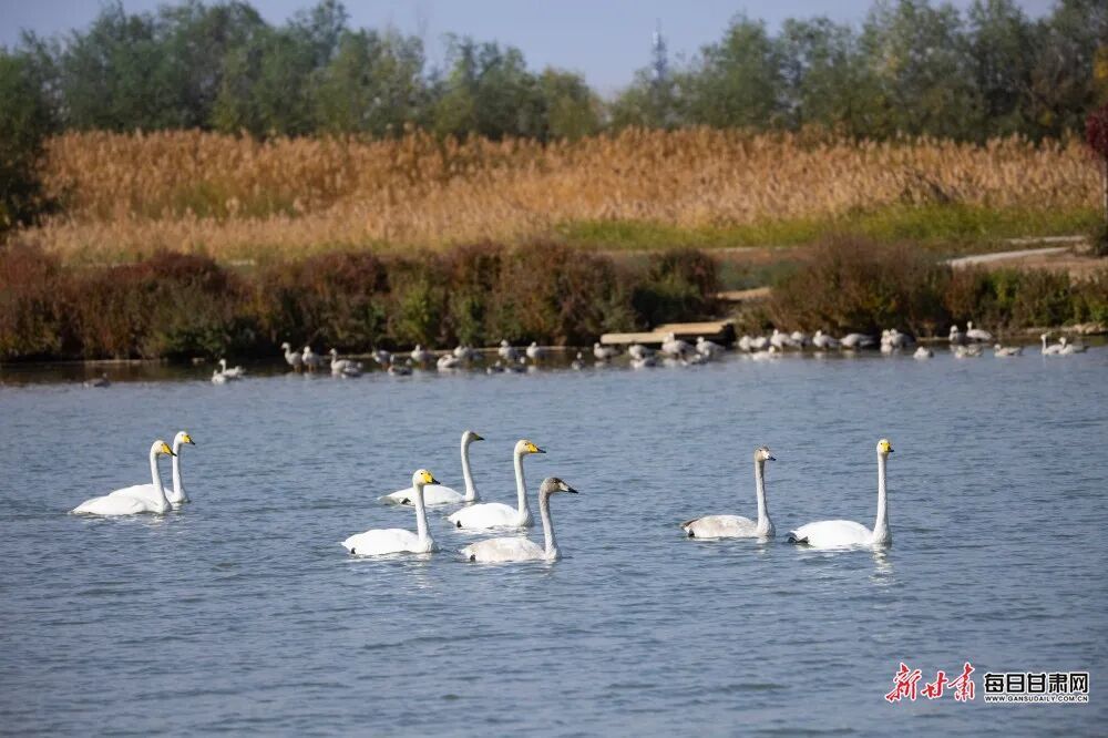 新甘肃·每日甘肃网通讯员 刘符军/摄