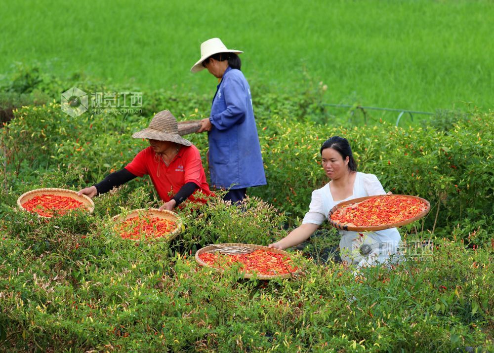 农民正在采摘辣椒(邓和平 林乔犀摄)