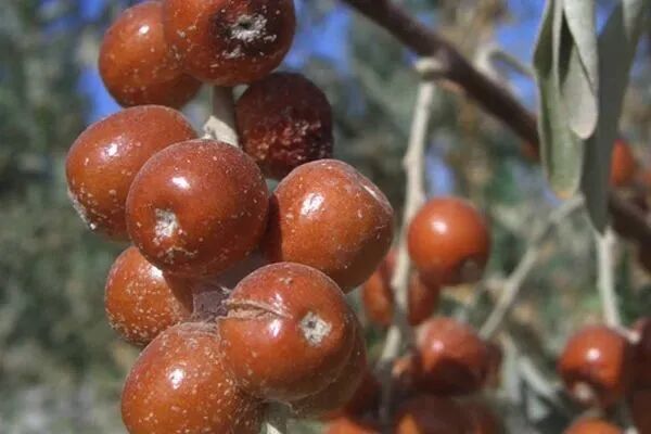 想把武威的秋天寄给你　包括满地的金黄和时令水果