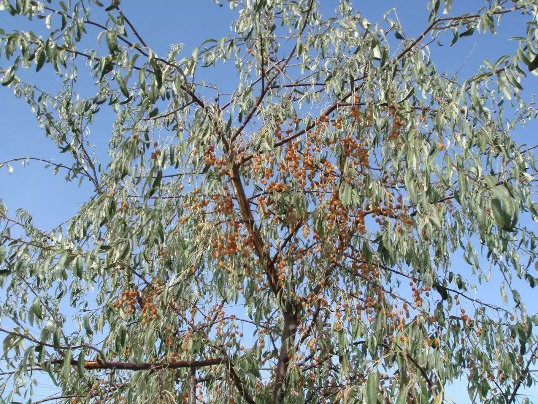 图源：武威百科