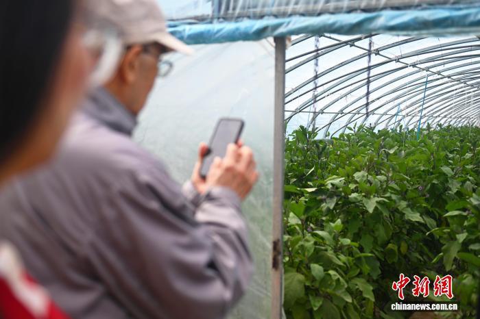 图为采访团成员拍摄参观大棚蔬菜　中新社记者　李亚龙　摄