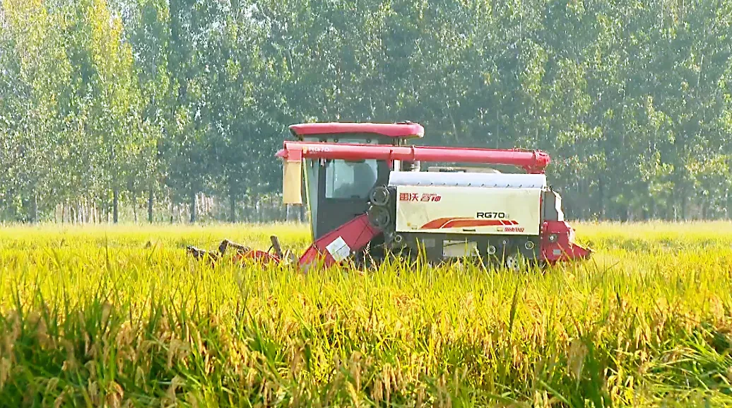 沛县,收稻!1800台农机决战秋收