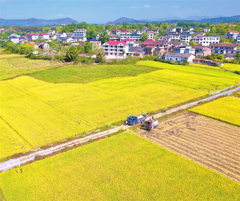 宁都县：收割晚稻 颗粒归仓（图）