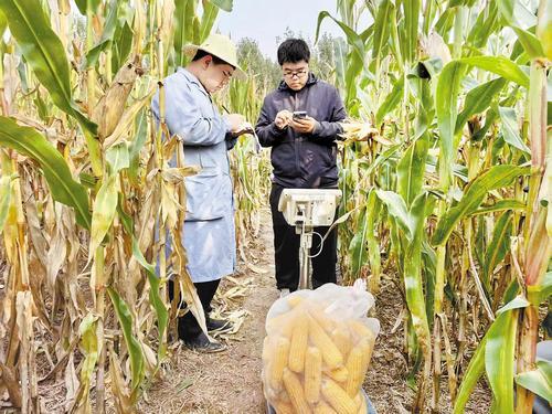 10月15日,在河北大曹庄农场国家级农作物品种区域试验站玉米试验田里,育种人员记录着收获玉米的相关数据。本报记者 郝东伟摄