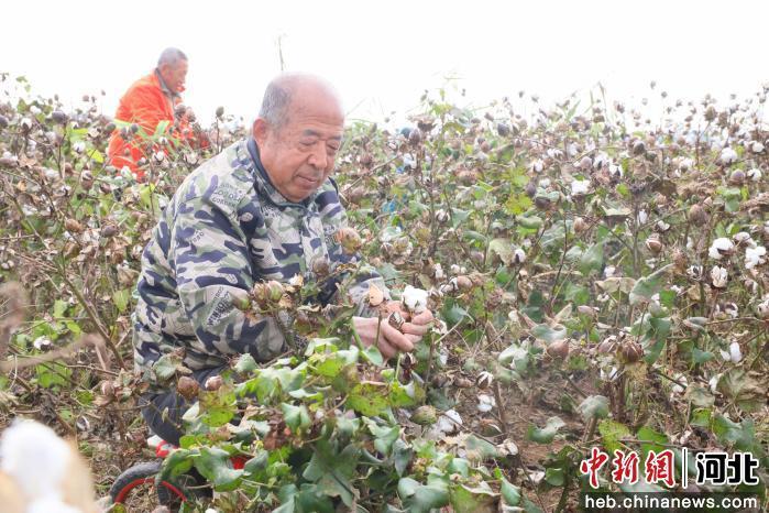 图为南宫市大高村镇宋旺村的棉农在采收棉花。 田优 摄