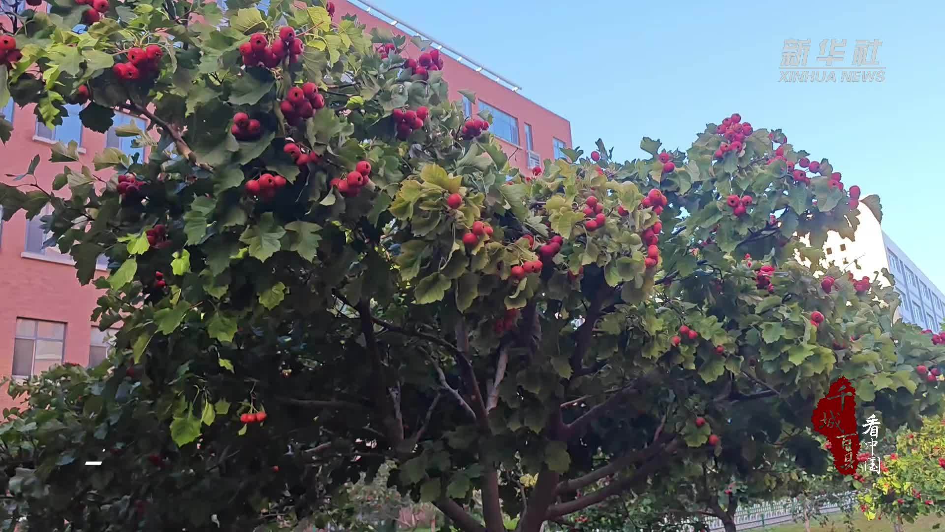 千城百县看中国｜河北石家庄：校园山楂喜获丰收 4800串糖葫芦串起“爱的教育”
