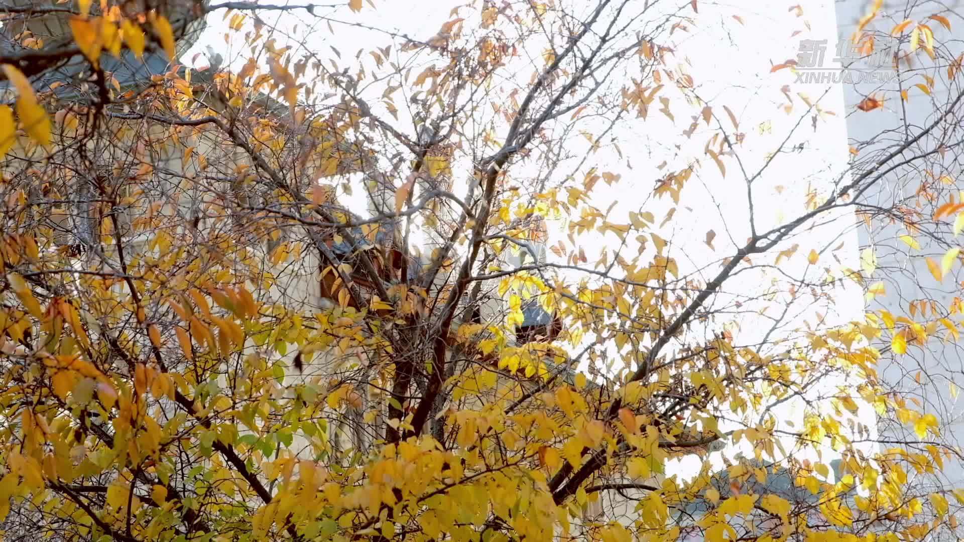 一位瑞士医生的中医情缘