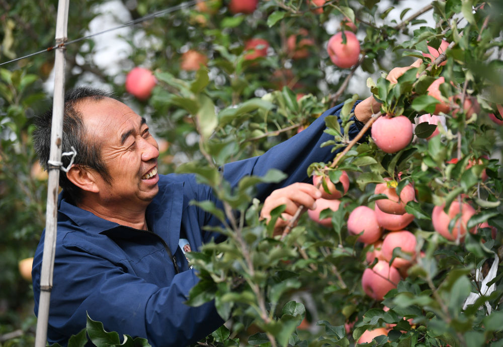 10月17日,果農在延安市寶塔區橋溝街道煙洞溝村采收蘋果。新華社記者 張博文 攝
