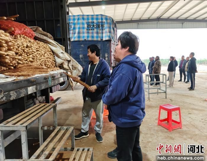 采购商查看麻山药情况。 赵思琪 摄