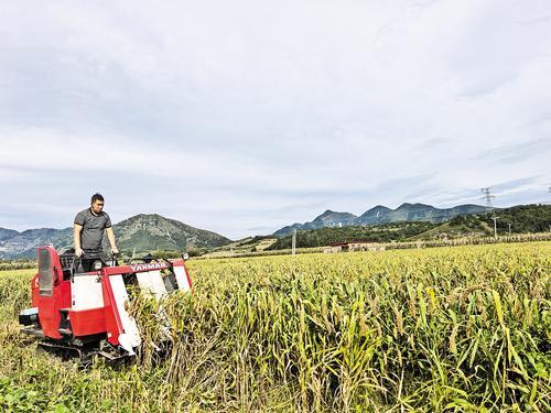 9月17日,秦皇岛市抚宁区台营镇干涧村轮作的谷子喜获丰收。 本报记者 张辉摄