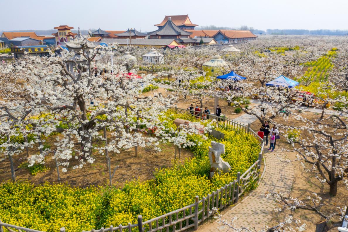 (聊城冠县年出口鲜梨突破1万吨,图为冠州梨园一角·图源冠县人民政府官网)