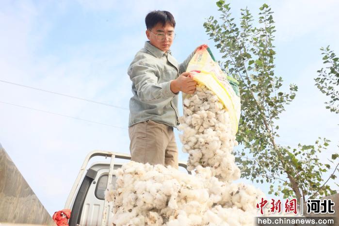 图为南宫市大高村镇宋旺村的棉农将采摘的棉花装车外运。 田优 摄