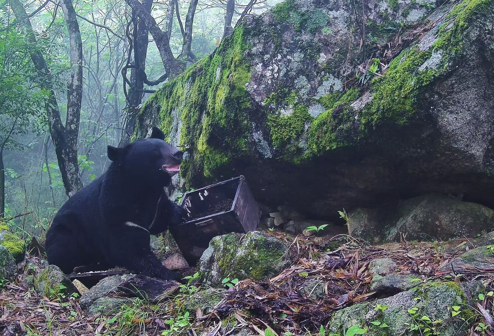 黑熊偷食蜂蜜现场（城步县融媒体中心 供图）