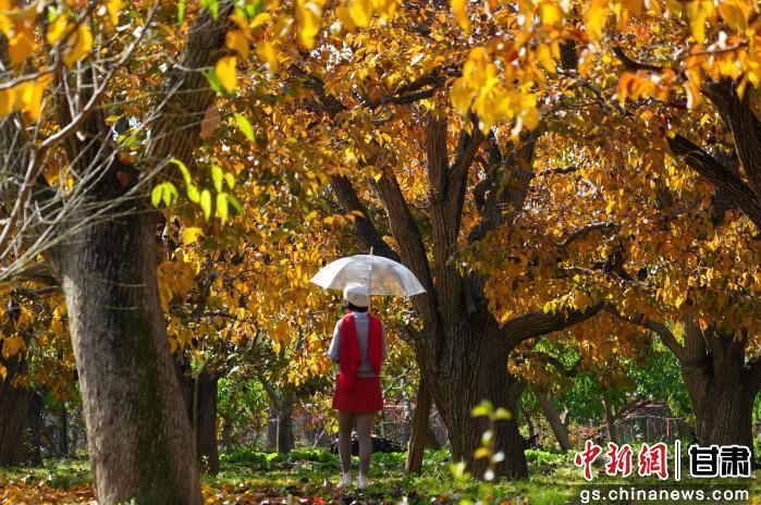 图为秋日的兰州市皋兰县什川古梨园　皋兰县委宣传部供图