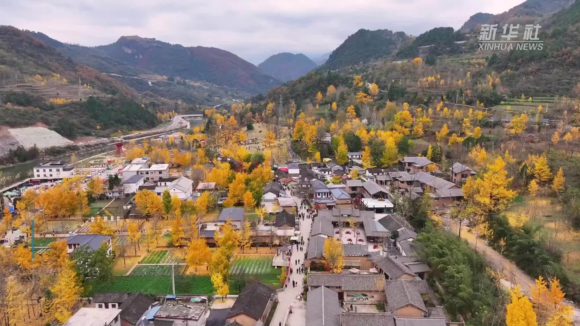 甘肃徽县：千年银杏换上“金甲”