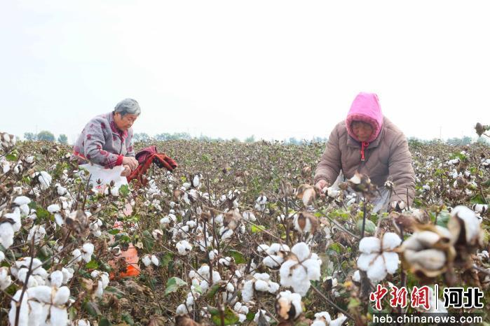 图为南宫市大高村镇宋旺村的棉农在采收棉花。 田优 摄