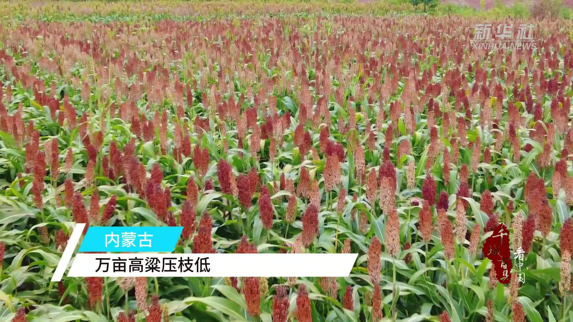 千城百县看中国｜内蒙古：万亩高粱压枝低