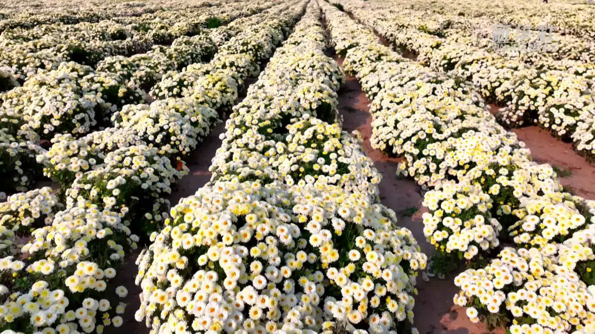 千城胜景｜河北南宫：菊花飘香采摘忙