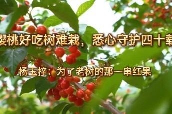 樱桃好吃树难栽，悉心守护四十载 杨玉梓:为了老树的那一串红果