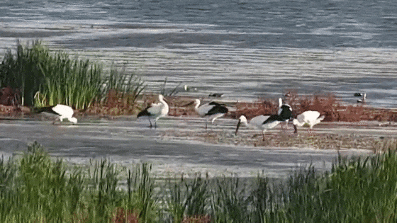 限定款上线！6只国宝级“贵客”东方白鹳已抵达鄱阳湖