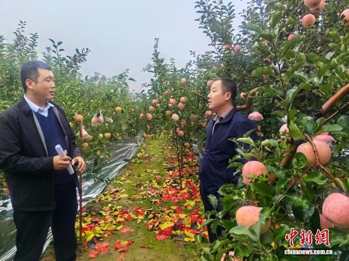 2025年10月，陜西省延安市洛川縣的農技人員與果農交流經驗。　李進 攝