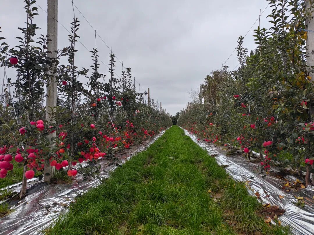 “四新模式”加持下的灵台果园