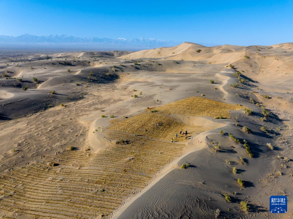 甘肃阿克塞：沙漠深处治沙忙