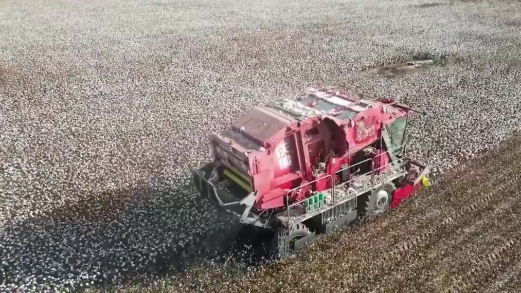 戈壁盐碱地变身棉花丰收田