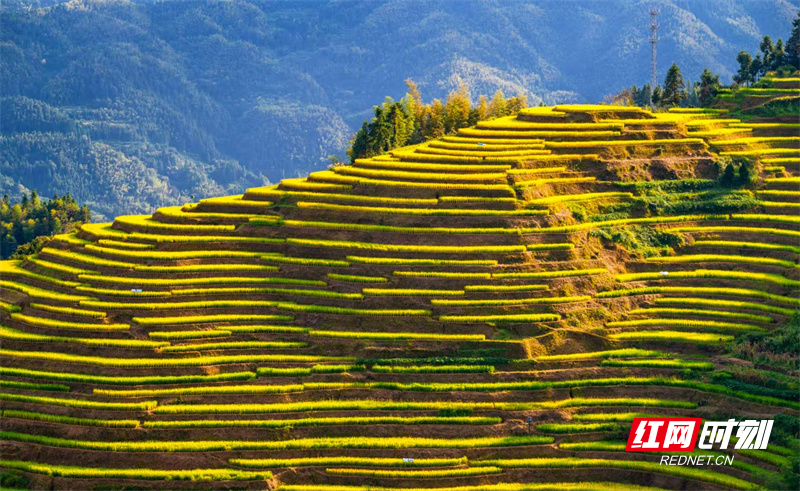 金秋时节，紫鹊界梯田金黄一片，稻浪翻滚。农民们在梯田间忙碌收割，汗水与喜悦交织。这里的丰收，是自然与人文的交响，每一级梯田都盛满了沉甸甸的希望，绘就出绝美的田园丰收图景。（方建宏）